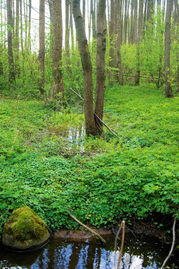 Losiowate Gospodarstwo Agroturystyczne Rybaki  Экстерьер фото