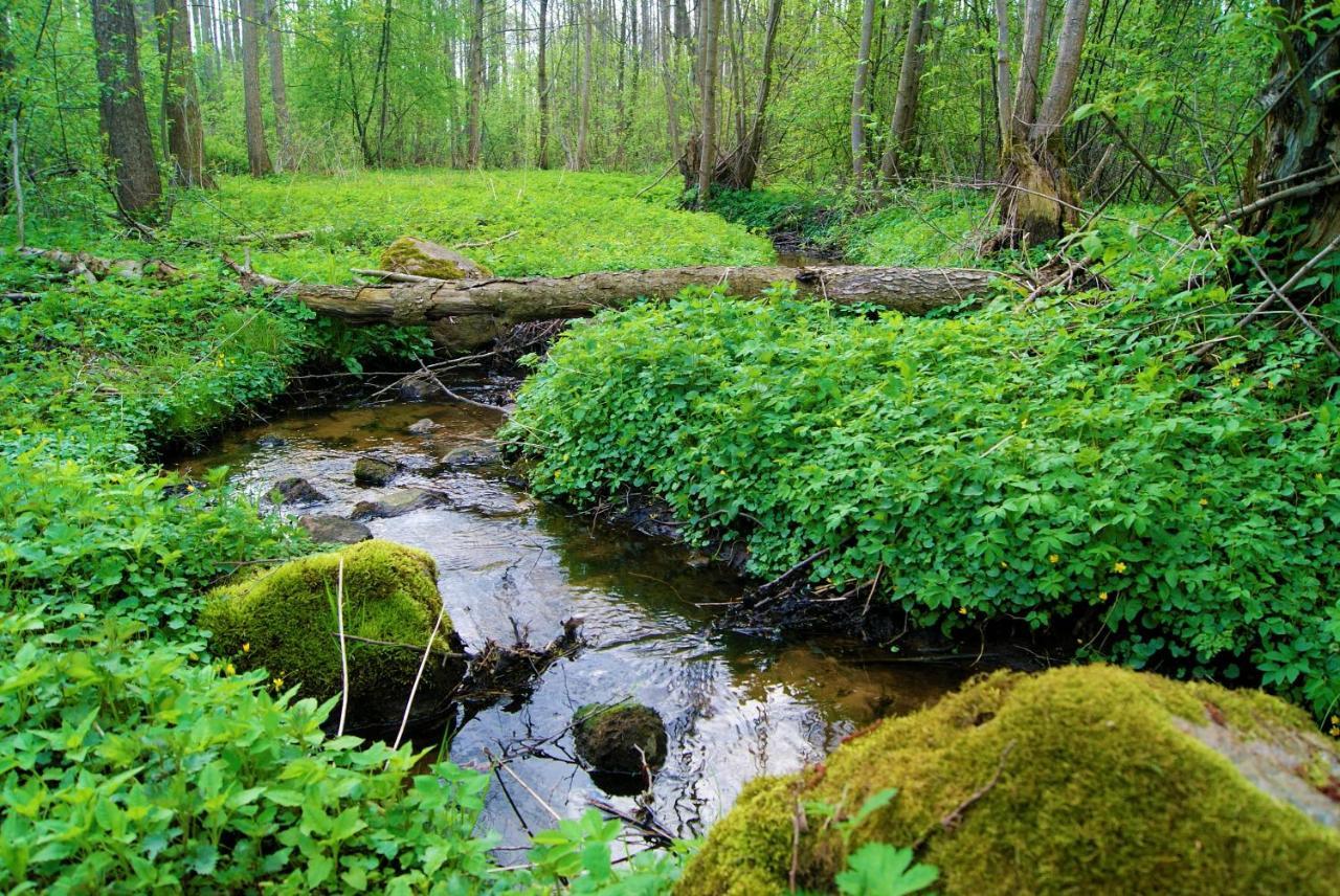 Losiowate Gospodarstwo Agroturystyczne Rybaki  Экстерьер фото
